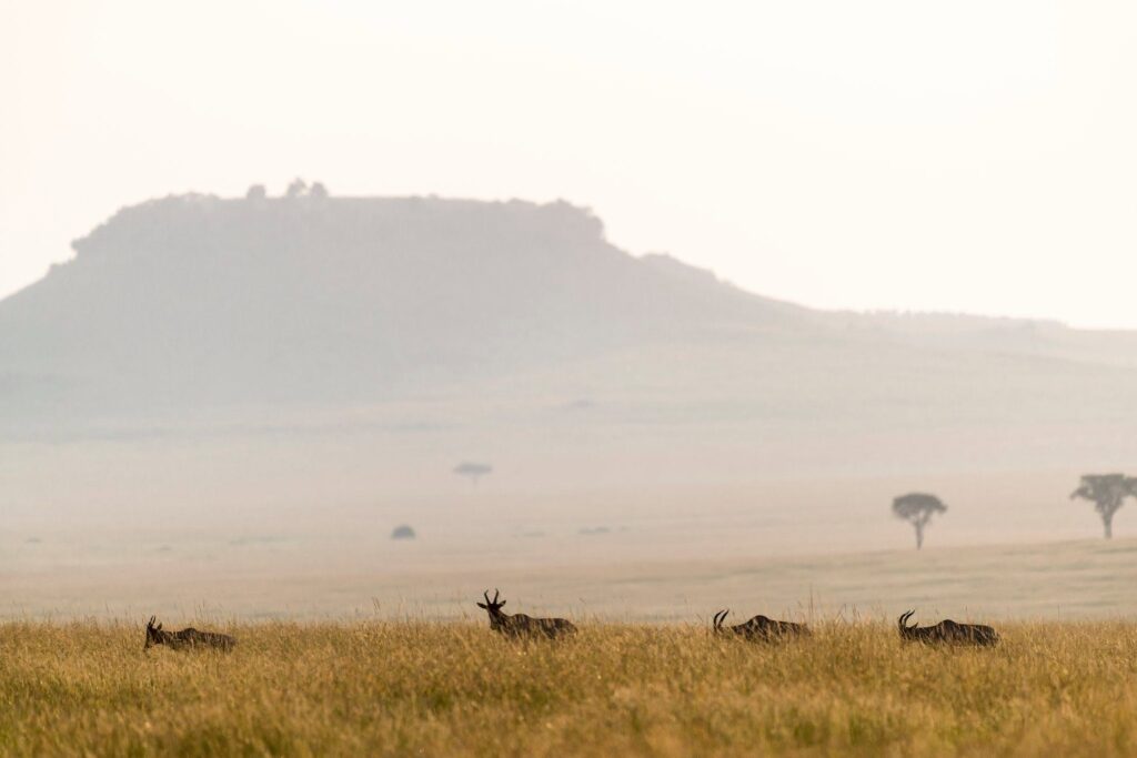 Stop Missing the Shot: The Wildlife Photography Secrets the Pros Use on Safari