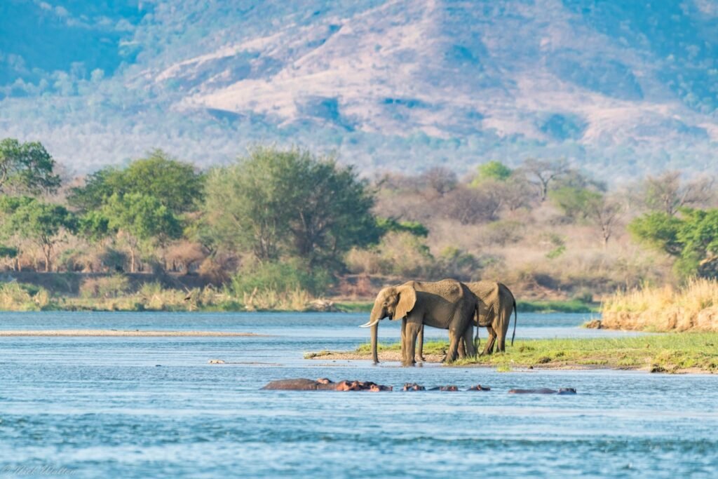 Why a Luxury Safari Could Be Your Best-Ever Trip
