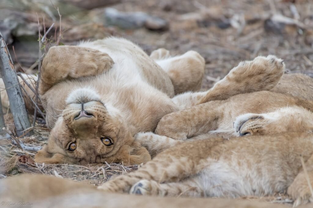 Why a Luxury Safari Could Be Your Best-Ever Trip