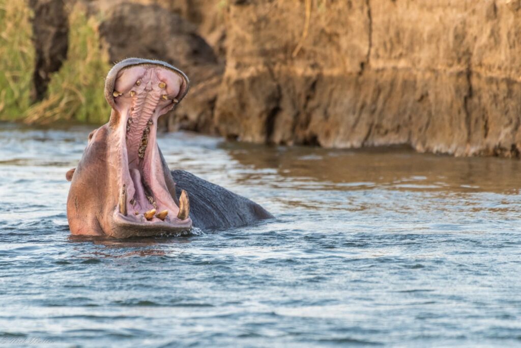 Stop Missing the Shot: The Wildlife Photography Secrets the Pros Use on Safari