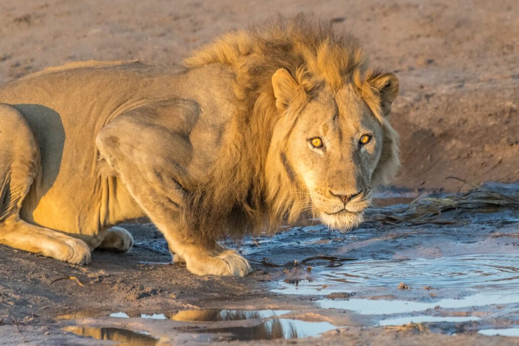 Stop Missing the Shot: The Wildlife Photography Secrets the Pros Use on Safari