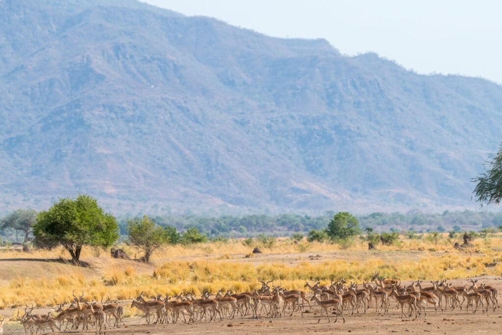 Why a Luxury Safari Could Be Your Best-Ever Trip