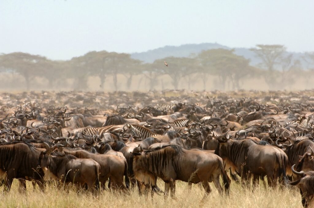 The Best Luxury Lodges and Mobile Camps in the Serengeti: A Definitive Guide for 2027