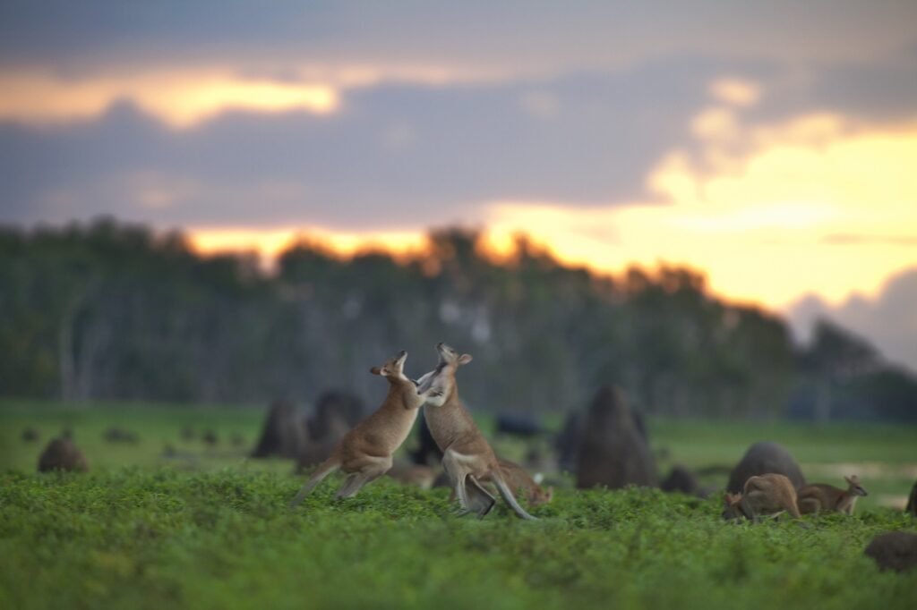 Bamurru Plains: True Bush Luxury in Australia’s Northern Territory