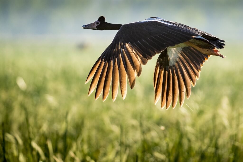 Bamurru Plains: True Bush Luxury in Australia’s Northern Territory