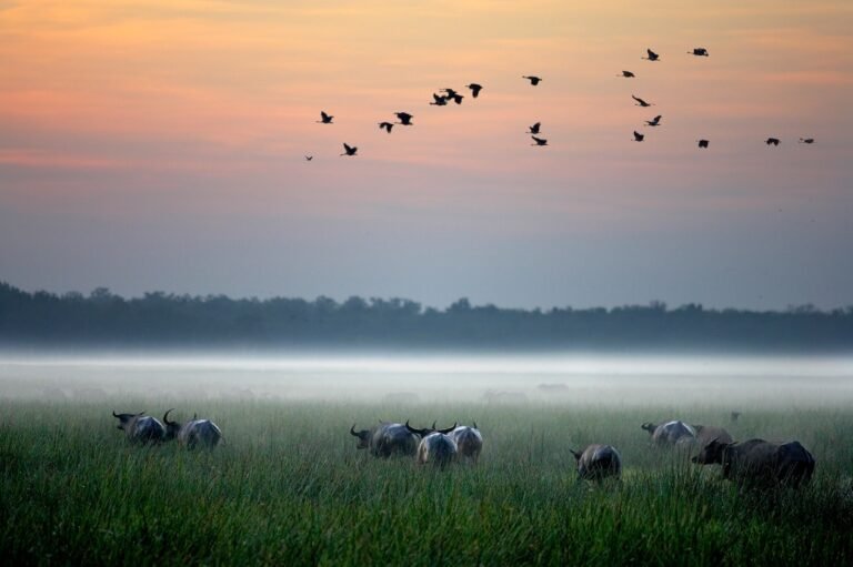 Bamurru Plains: True Bush Luxury in Australia’s Northern Territory