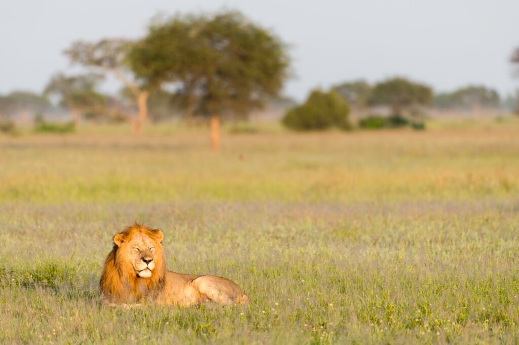 The Best Luxury Lodges and Mobile Camps in the Masai Mara