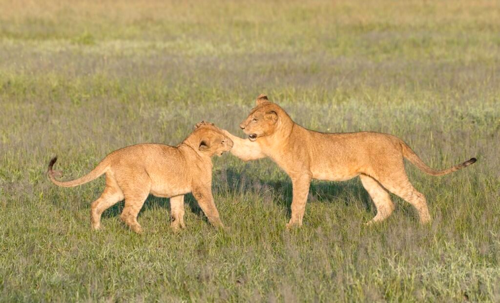 How to Plan Your Masai Mara Itinerary