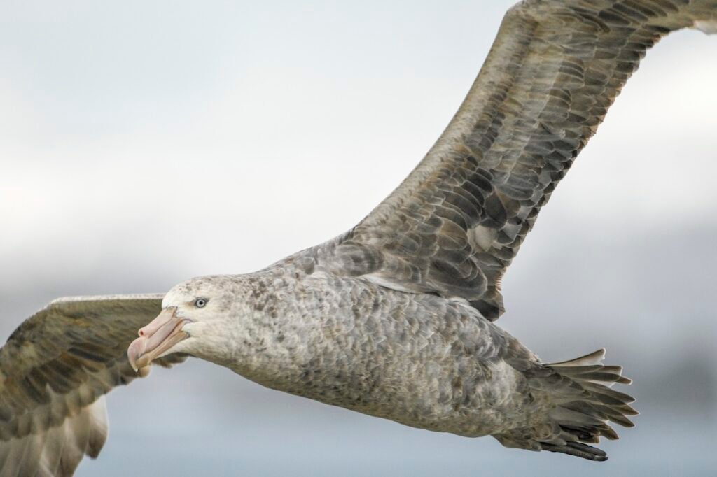 Polar Expedition Photography Tips: How to Capture Stunning Images in the Arctic and Antarctic in 2026