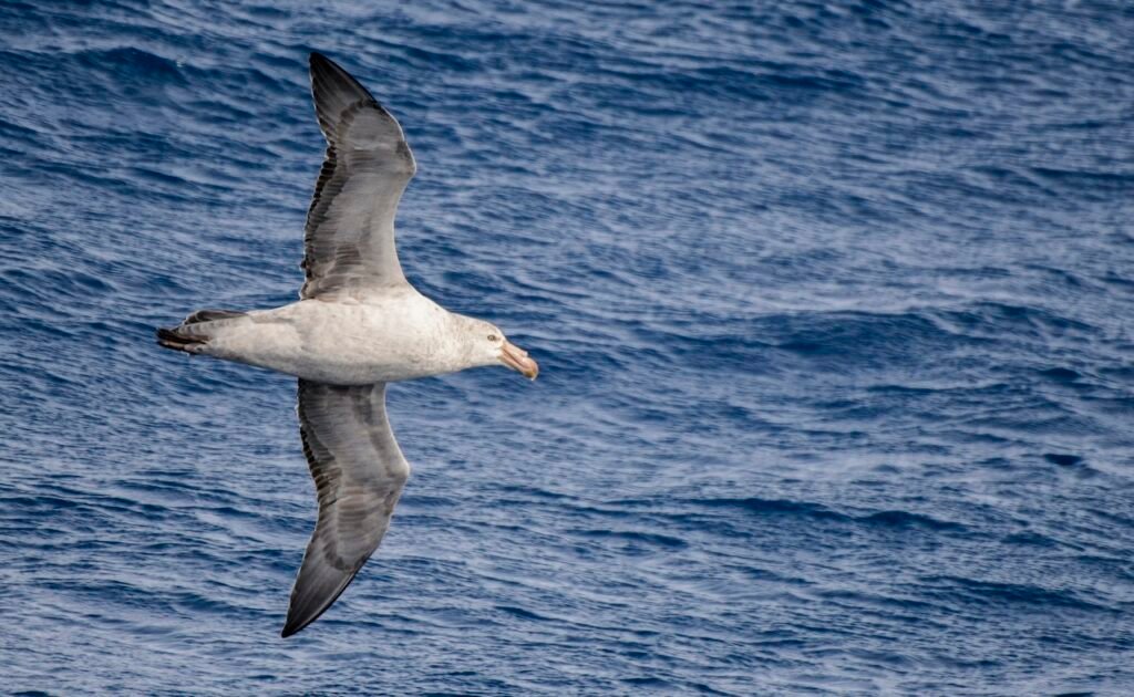 Polar Expedition Videography Tips: How to Capture Stunning Footage in the Arctic and Antarctic