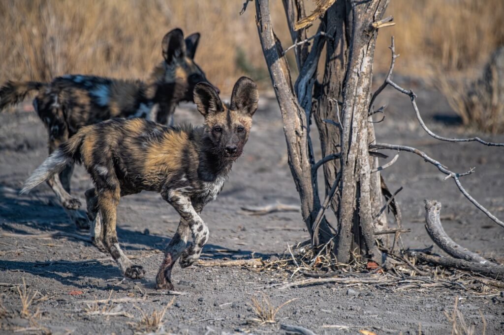A Safari Symphony in Botswana's Wild Heart: Exploring the Okavango Delta