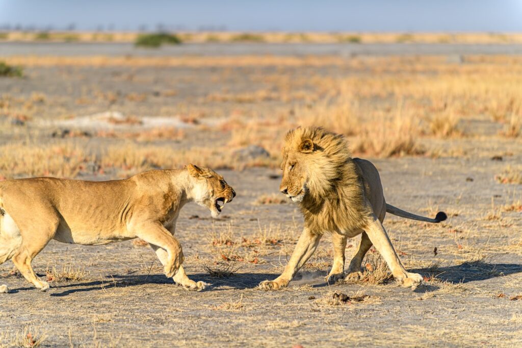 The Best Luxury Lodges and Mobile Camps in the Masai Mara: A Definitive Guide for 2027
