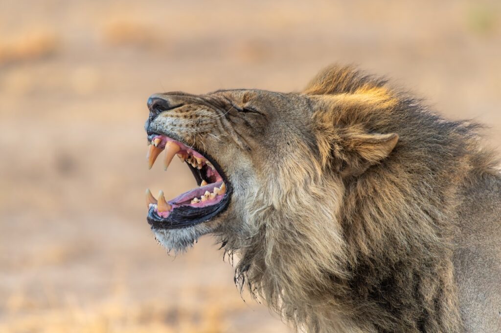 The Best Luxury Lodges and Mobile Camps in the Masai Mara: A Definitive Guide for 2027