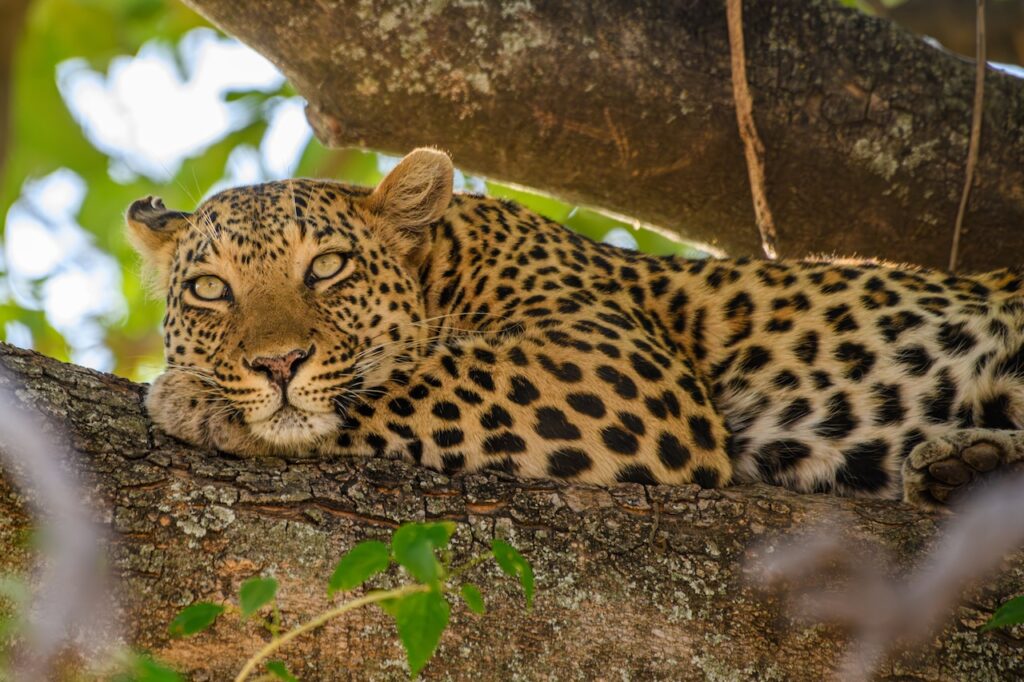 The Best Luxury Lodges and Mobile Camps in the Serengeti: A Definitive Guide for 2027
