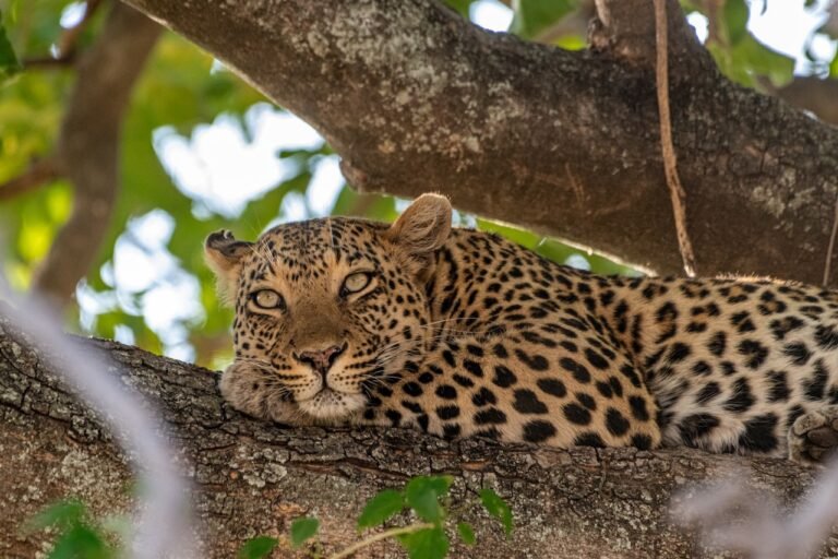A Safari Symphony in Botswana's Wild Heart: Exploring the Okavango Delta