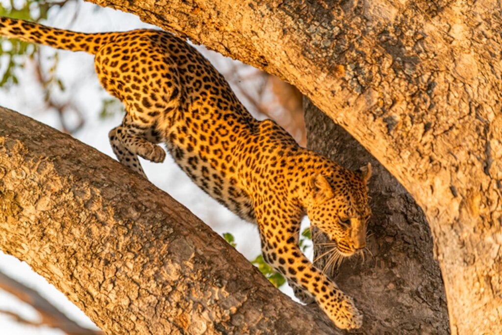 A Safari Symphony in Botswana's Wild Heart: Exploring the Okavango Delta