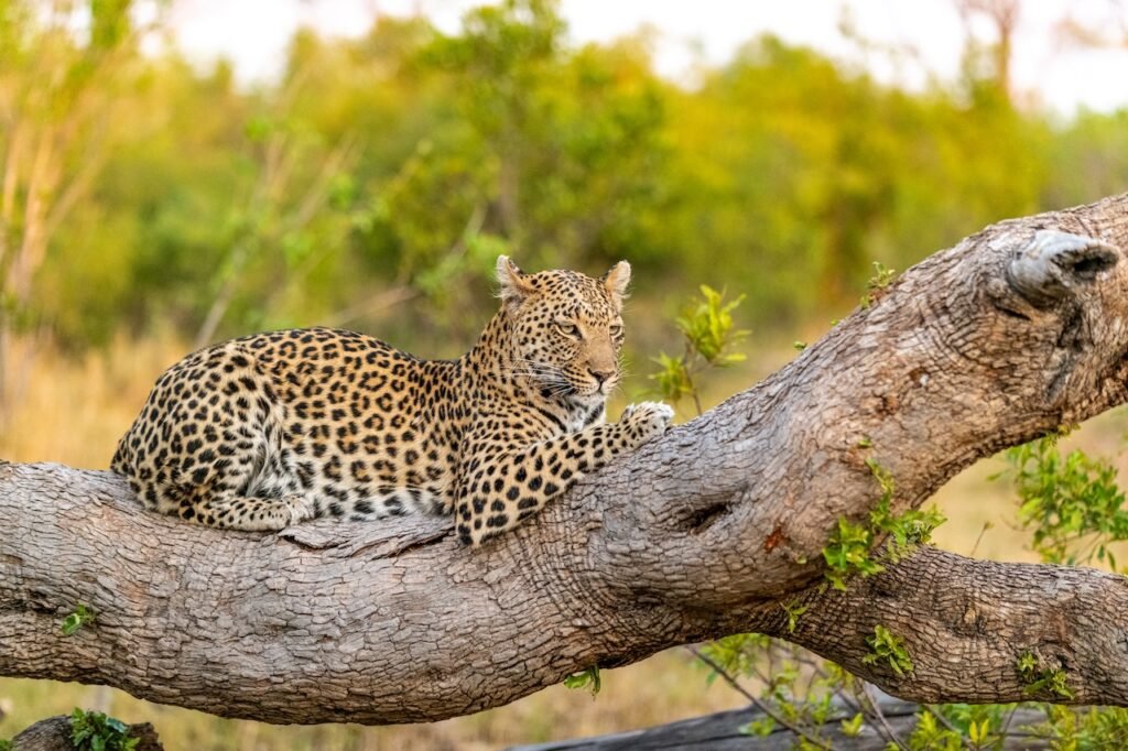 A Safari Symphony in Botswana's Wild Heart: Exploring the Okavango Delta