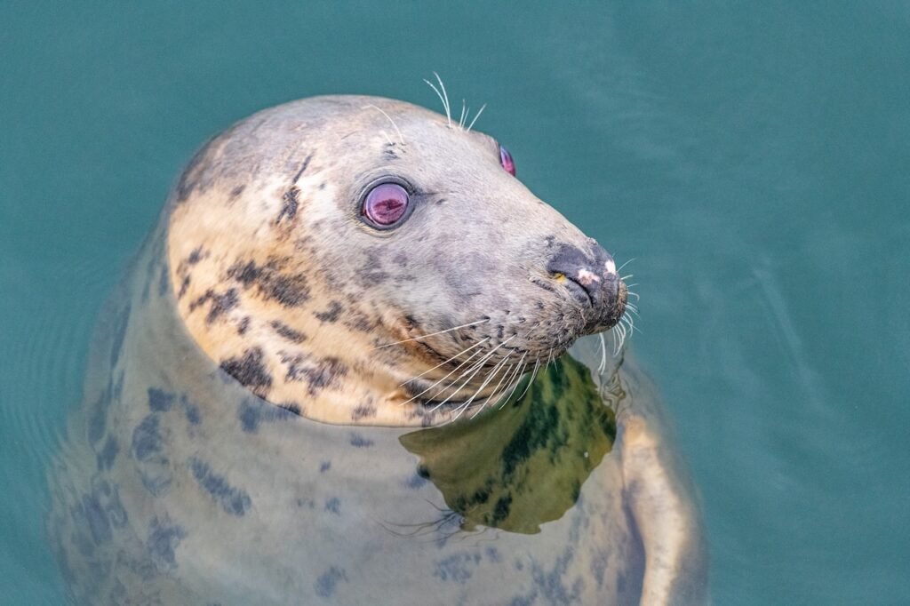 Cruising the Outer Hebrides: Scotland's Wild Atlantic Edge with Hebrides Cruises