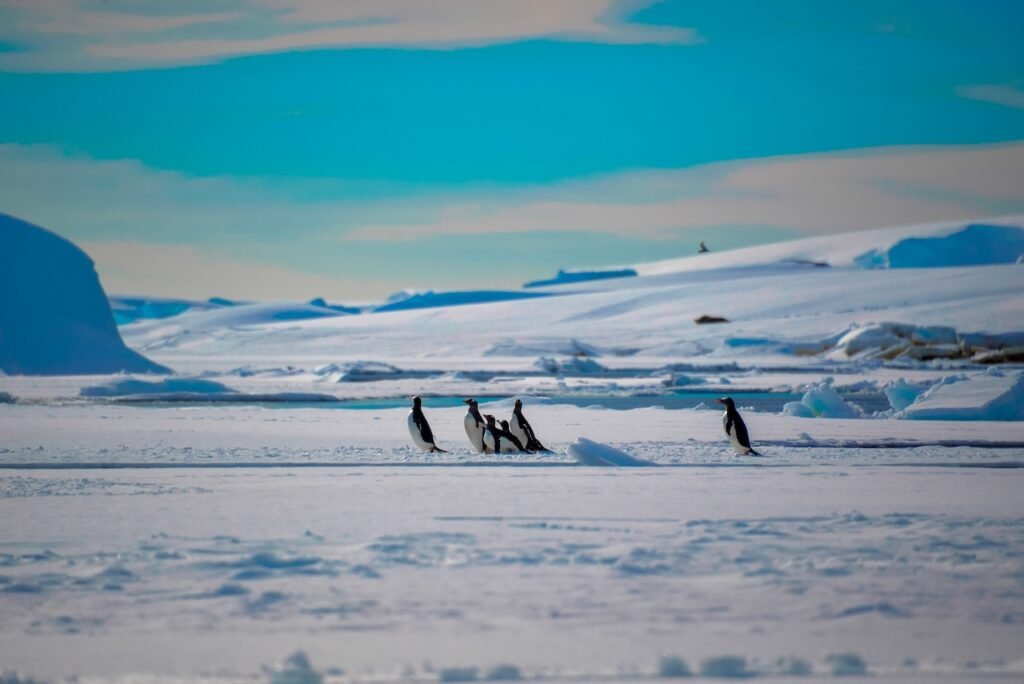 Is an Antarctic Expedition Cruise For Me? Everything You Need to Know Before You Set Sail