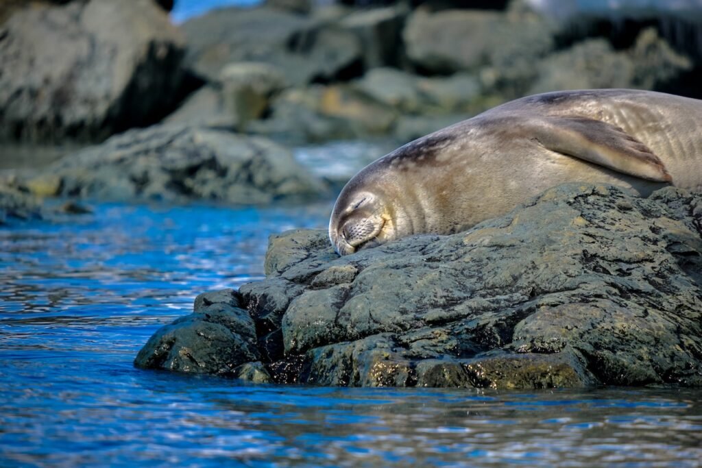 Polar Expedition Photography Tips: How to Capture Stunning Images in the Arctic and Antarctic in 2026