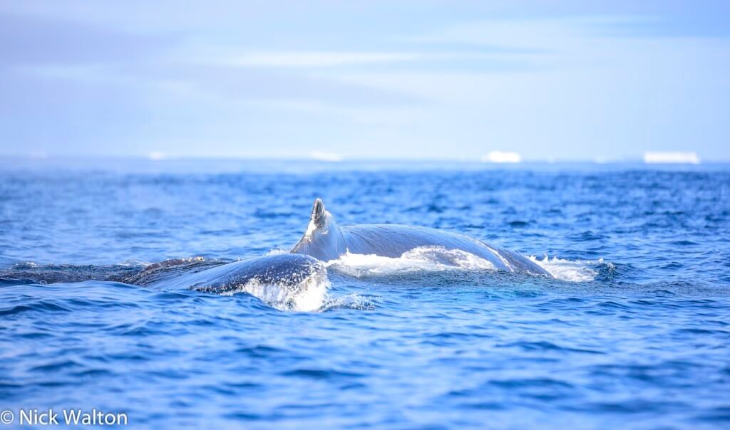 Is an Antarctic Expedition Cruise For Me? Everything You Need to Know Before You Set Sail