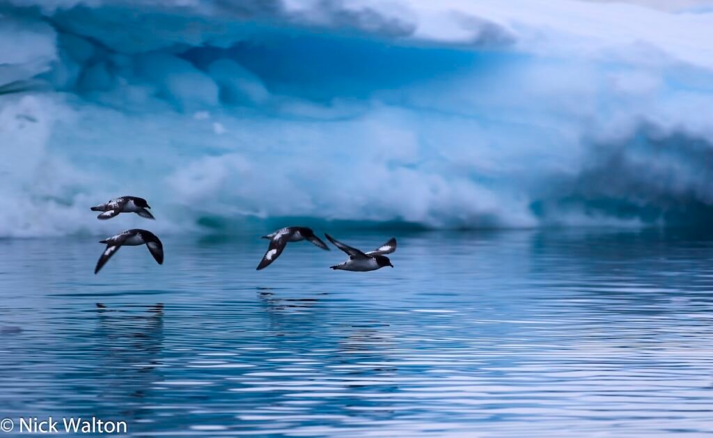 The Best Expedition Cruise Lines in 2026