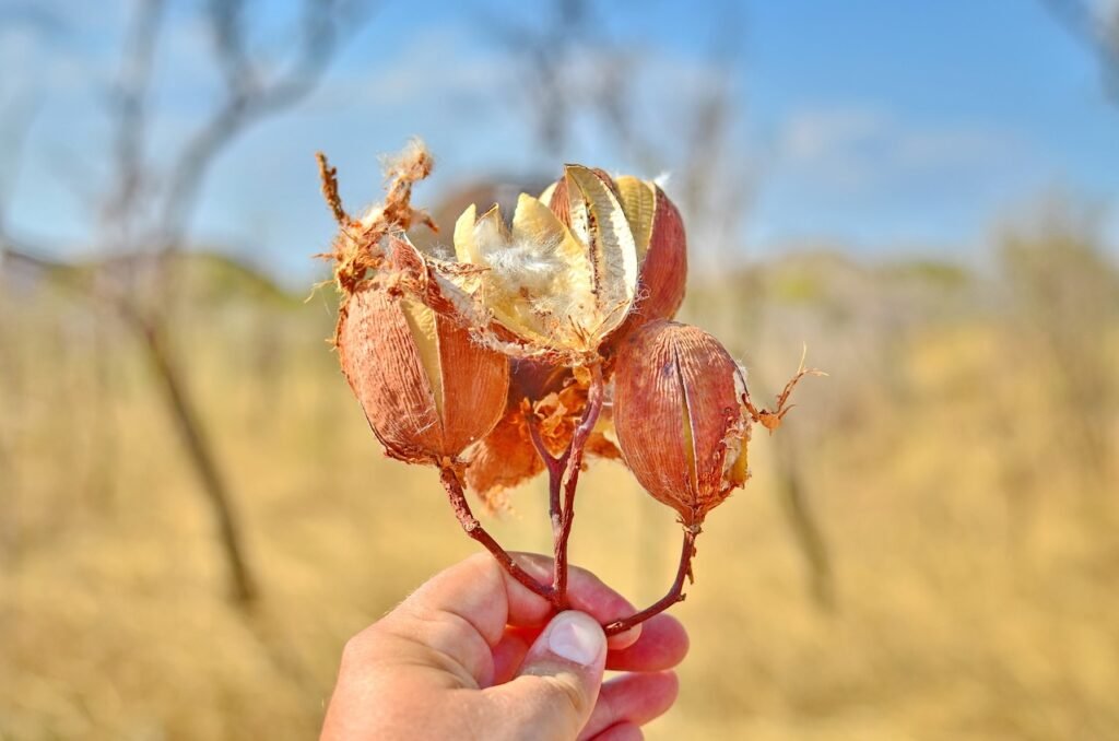 Cruising the Kimberley: Australia's Last Wilderness