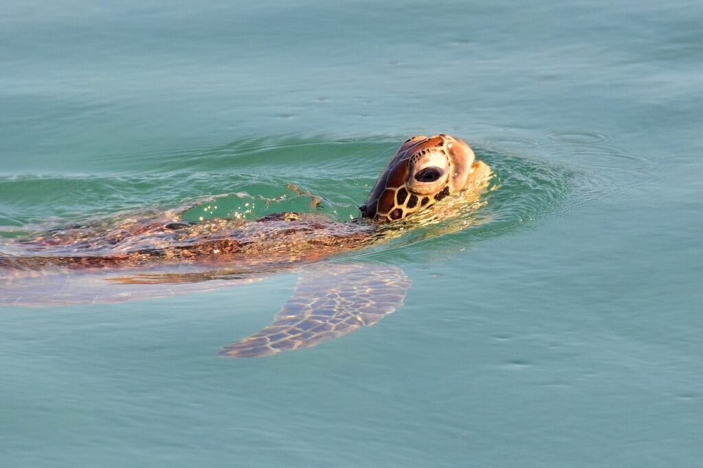 Cruising the Kimberley: Australia's Last Wilderness