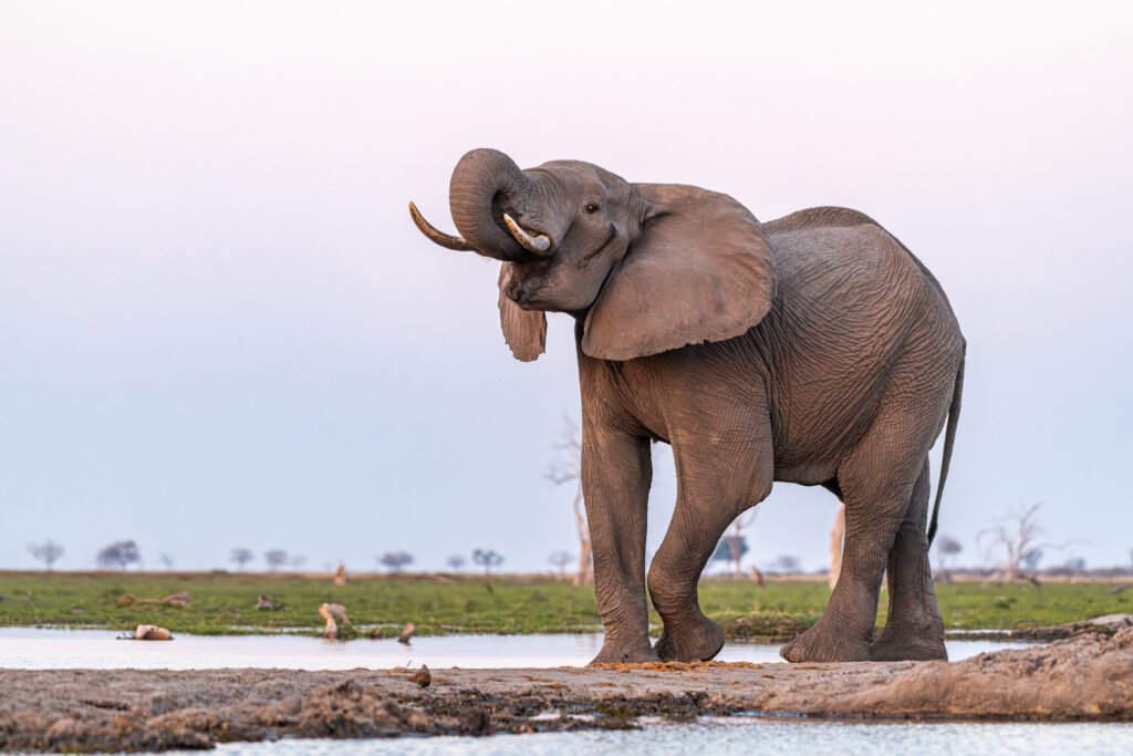 A Safari Symphony in Botswana's Wild Heart: Exploring the Okavango Delta