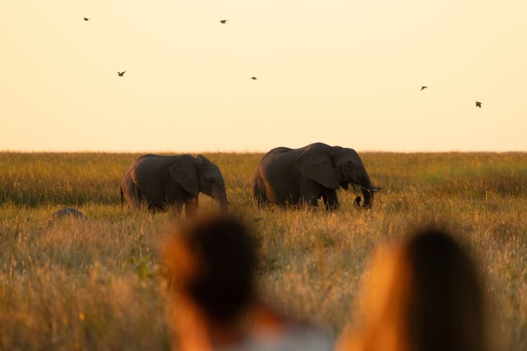 A Safari Symphony in Botswana's Wild Heart: Exploring the Okavango Delta