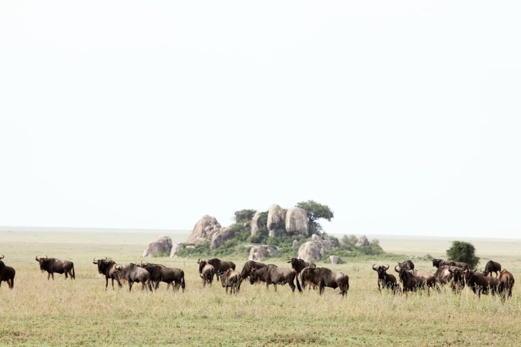 &Beyond Serengeti Under Canvas