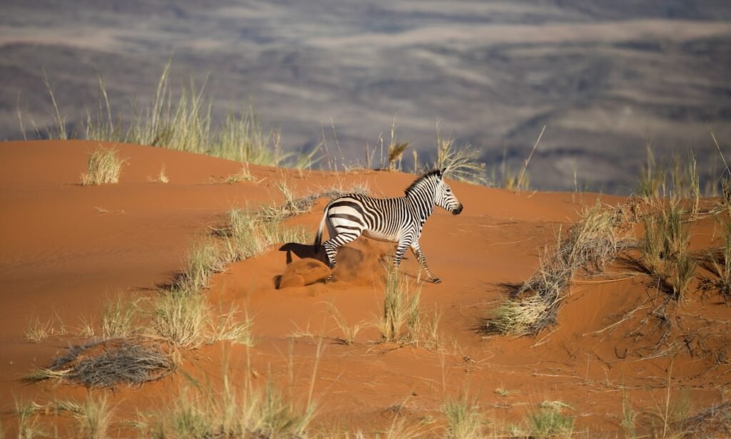 The Best Luxury & Mobile Safari Camps in Namibia: A Definitive Guide for 2027