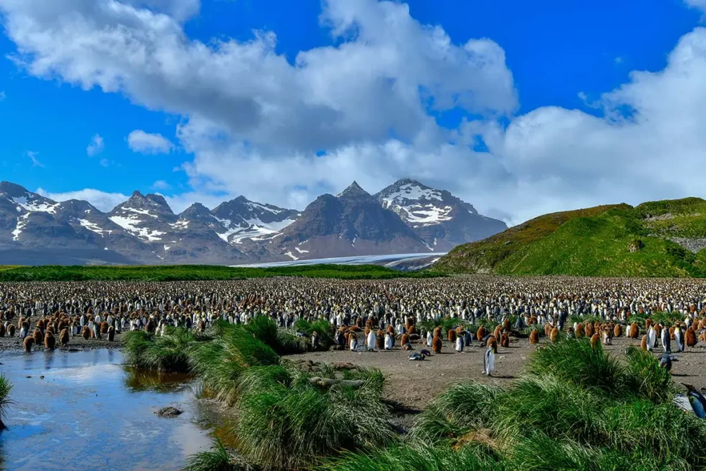Often overlooked, the remote Falkland Islands are a fantastic add-on destination to any Antarctica or South Georgia itinerary. Here's what you need to know before you go.