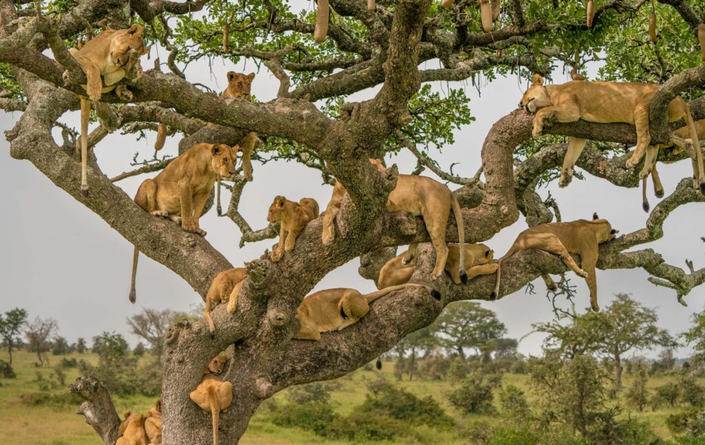 The Best Luxury Lodges and Mobile Camps in the Serengeti: A Definitive Guide for 2027