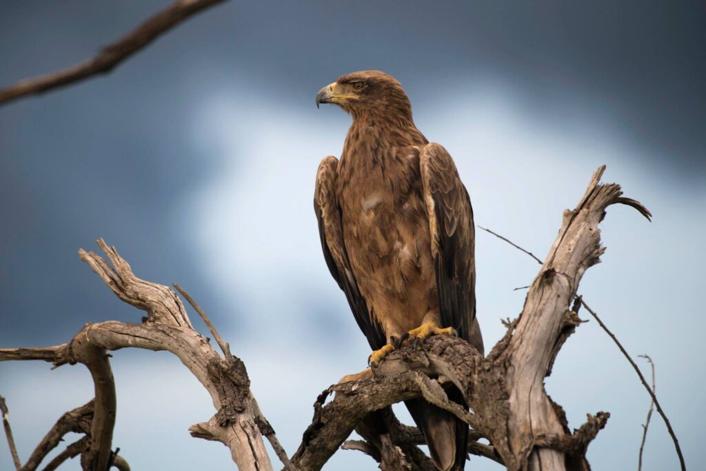 Stop Missing the Shot: The Wildlife Photography Secrets the Pros Use on Safari
