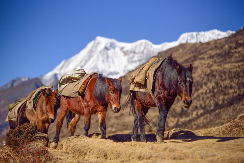 Travelling to Bhutan: A First-Timer's Journey Through the Kingdom of Happiness