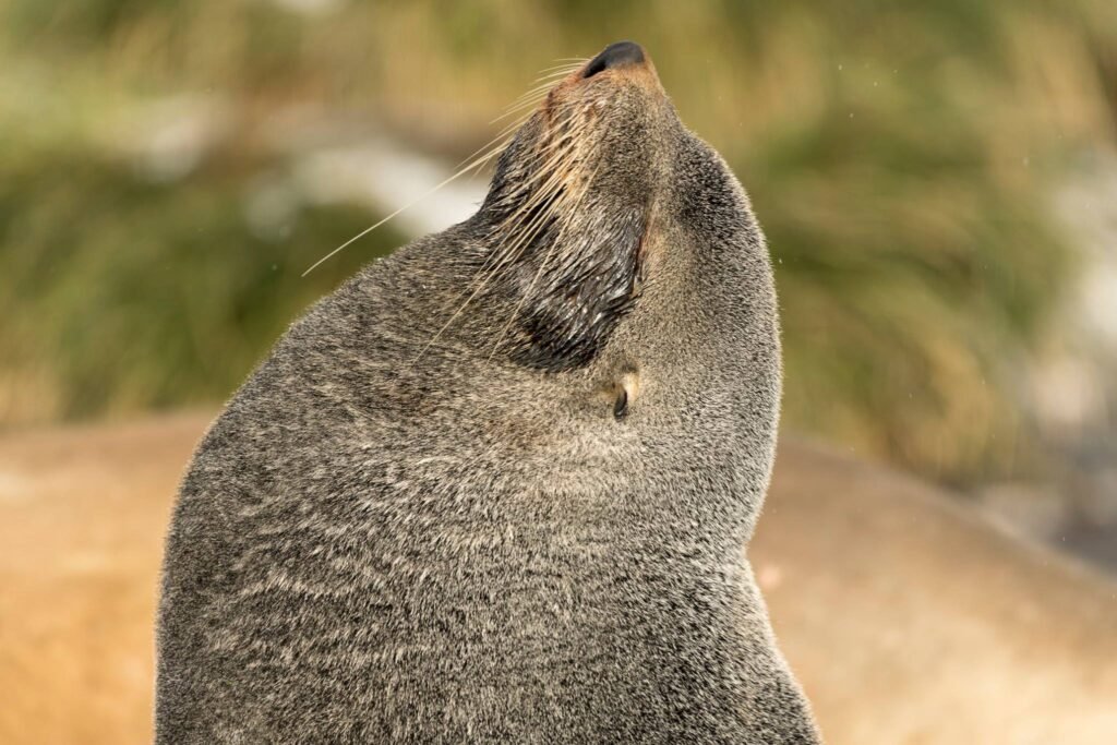 The Best Expedition Cruise Destinations for 2027–2028: Where the World's Great Wildernesses Begin