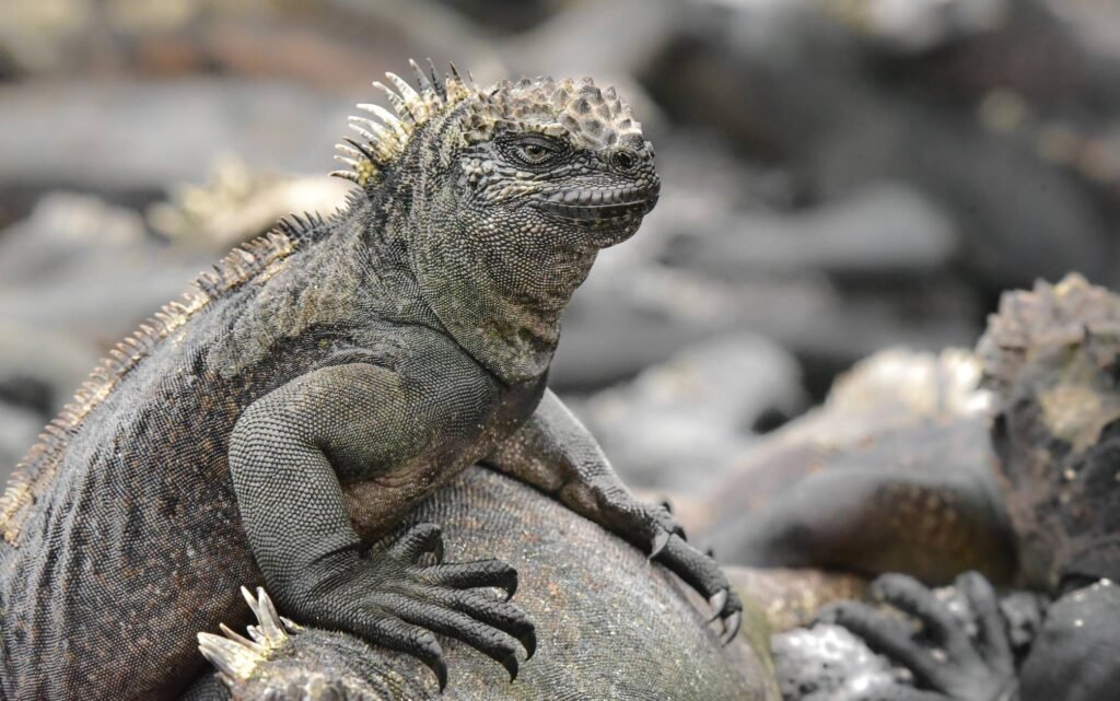 Photography Tips for the Galápagos Islands
