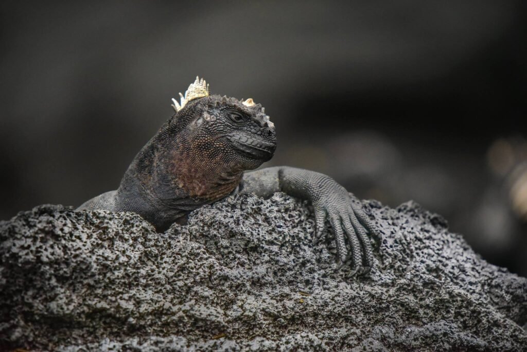 Galápagos Islands Cruise: Exploring the World's Last Great Wilderness with Lindblad Expeditions–National Geographic