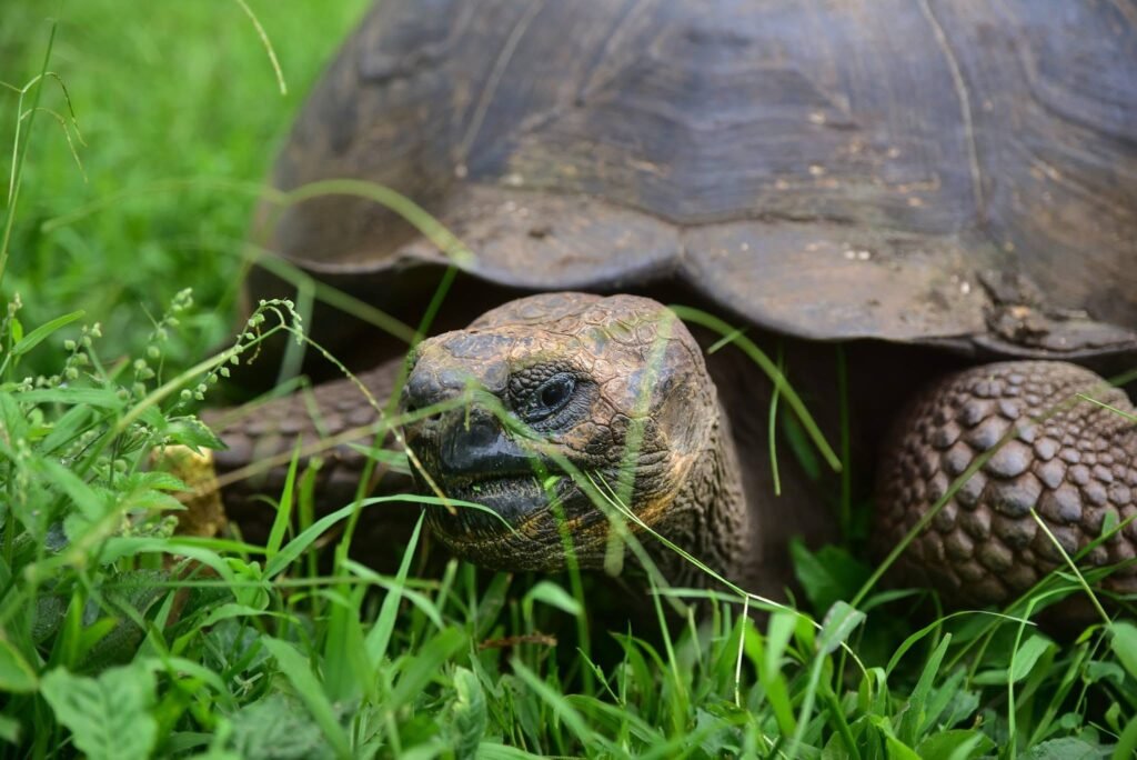 Galápagos Islands Cruise: Exploring the World's Last Great Wilderness with Lindblad Expeditions–National Geographic