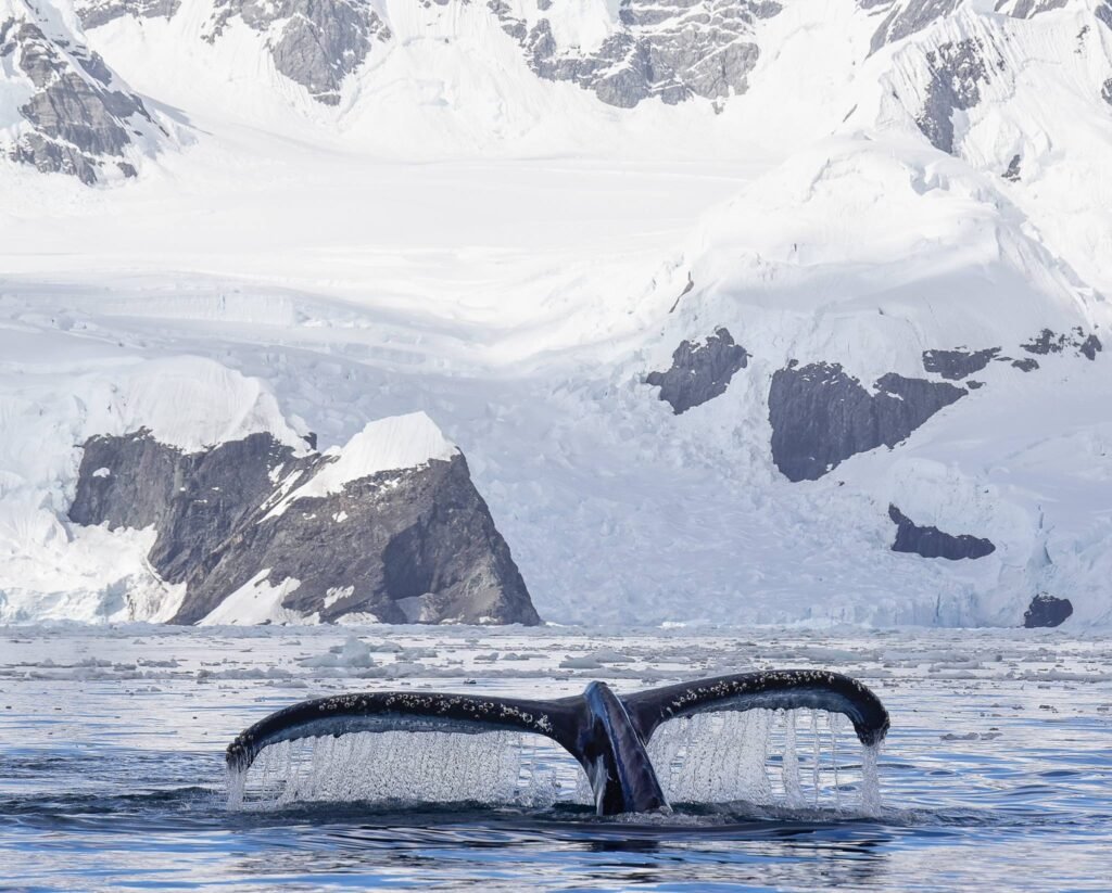 The Best Expedition Cruise Destinations for 2027–2028: Where the World's Great Wildernesses Begin