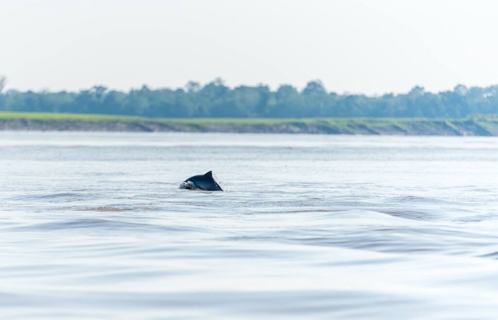 Amazon River Cruise Photography: The Complete Guide to Capturing the Jungle