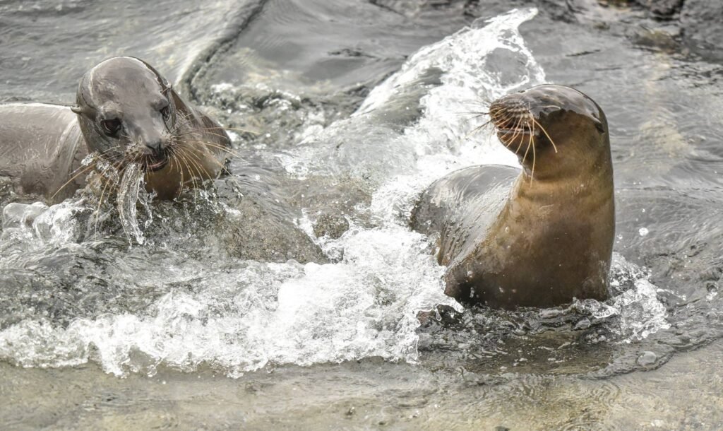 Photography Tips for the Galápagos Islands