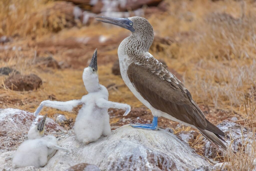 Galápagos Islands Cruise: Exploring the World's Last Great Wilderness with Lindblad Expeditions–National Geographic