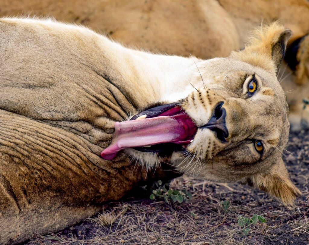 Wild at Heart: Why South Africa Remains Africa's Greatest Safari Destination