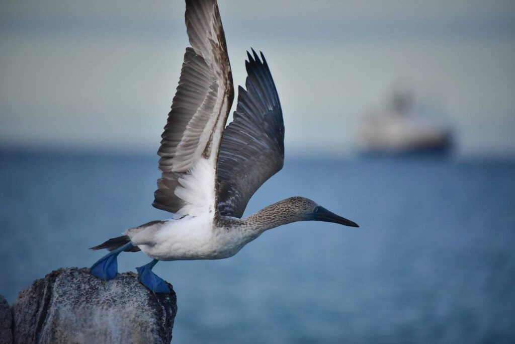 Photography Tips for the Galápagos Islands