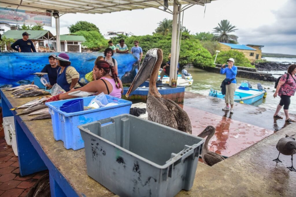 Galápagos Islands Cruise: Exploring the World's Last Great Wilderness with Lindblad Expeditions–National Geographic