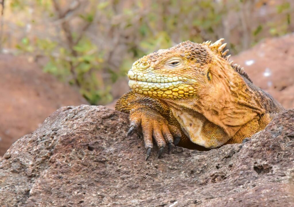 Photography Tips for the Galápagos Islands