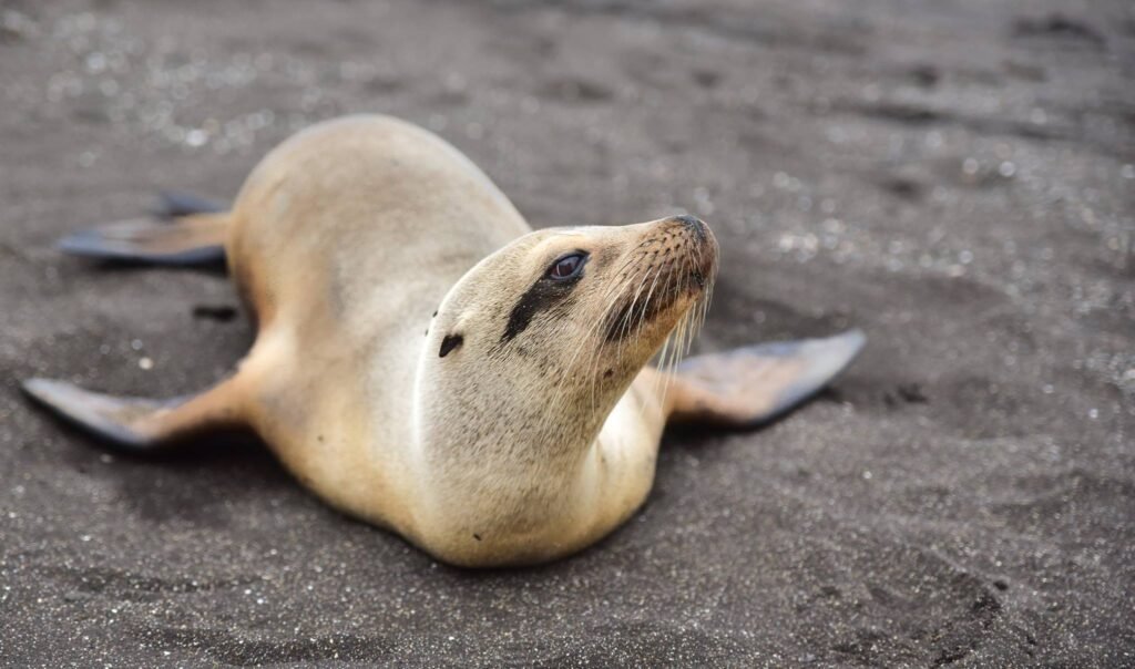 These Are the Best Luxury Cruise Lines in the Galápagos