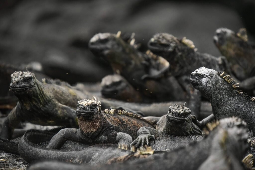 Galápagos Islands Cruise: Exploring the World's Last Great Wilderness with Lindblad Expeditions–National Geographic